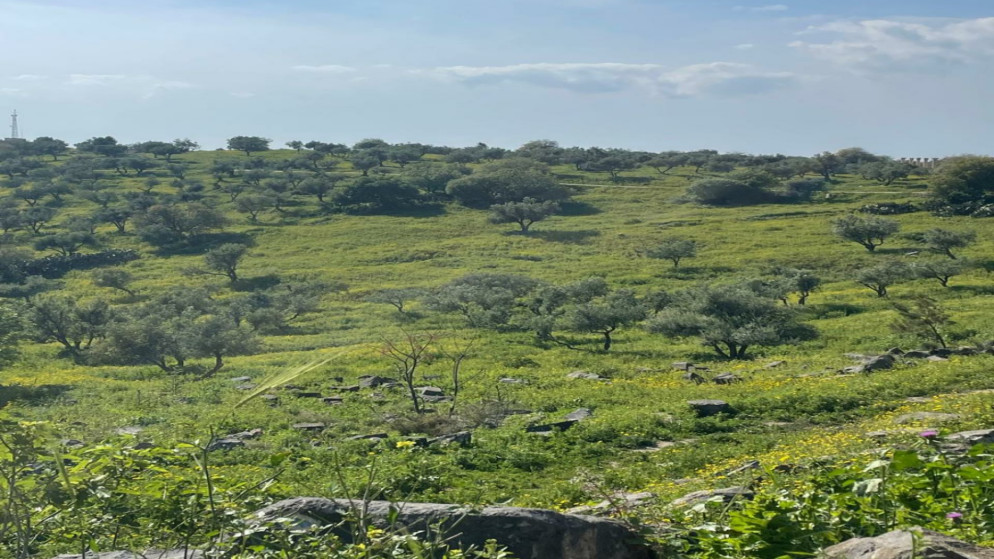 الأشجار المعمرة في عجلون تعزز خصوبة التربة وتدعم الاستدامة البيئية